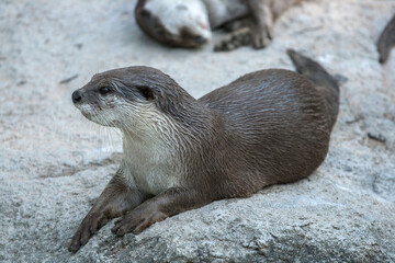 Earless seals in the Zoo