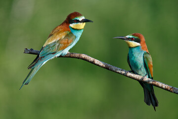 Golden bee-eater sitting on a branch