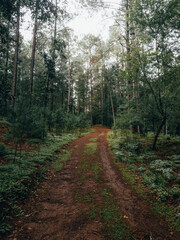 Obraz premium Caminos