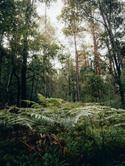 Fototapeta premium Luz en el bosque