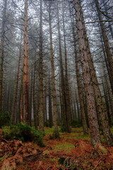 um dia no Parque Nacional Peneda-Gerês