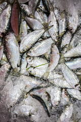 Raw sardine fishes