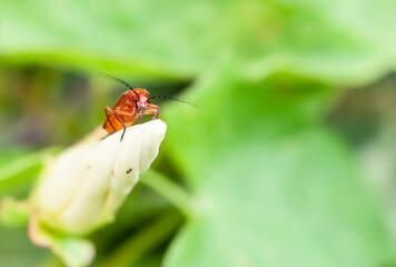 Red Fireman Beetle on Lilies flower