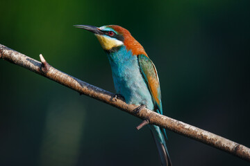 Golden bee-eater sitting on a branch