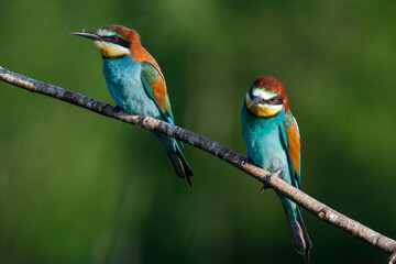 Golden bee-eater sitting on a branch