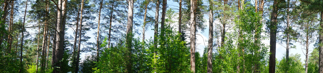 Obraz premium Green forest against the blue sky. Panoramic landscape of woodland. Nature background. Tree trunks against the sky.