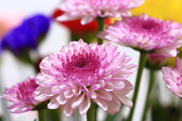 close up of purple chrysanthemum flower