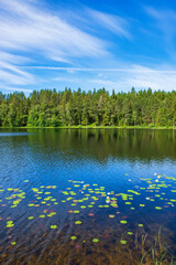 Fototapeta premium Beautiful lily pads in a lake on a sunny summer day
