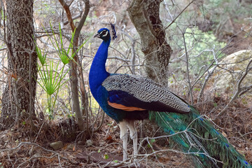A peacock is standing in dry tree branches in nasty summer day