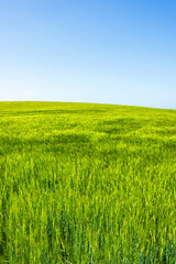 Obraz na płótnie Canvas Cereal field against a blue sky in the summer