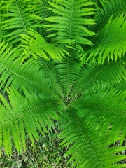 fern