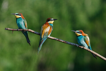 European bee-eater, merops apiaster.on Sunny morning, three birds are sitting on a branch.