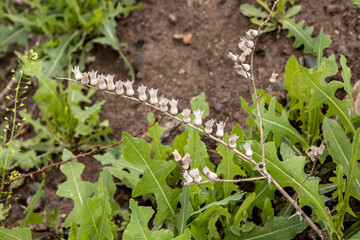 Boxes henbane closeup on a blurred background of green grass
