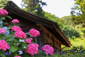 ピンク色の紫陽花