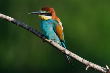 Golden bee-eater sitting on a branch