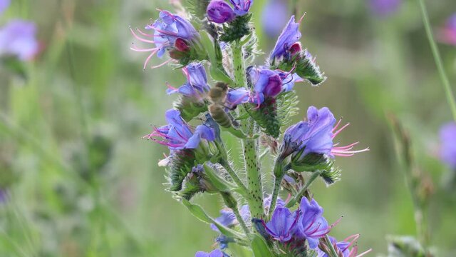 Honey Bee Pollinates Purple Flower in Czech Republic. Blueweed (Echium Vulgare) also know as Viper's Bugloss is a Flowering Plant in the Borage Family Boraginaceae. 