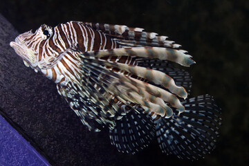 clown fish in aquarium in France