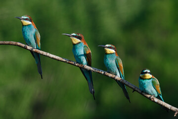 European bee-eater, merops apiaster.on a Sunny morning, four birds are sitting on a branch.