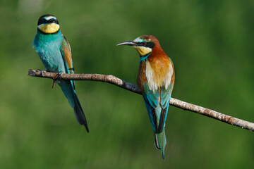 Golden bee-eater sitting on a branch