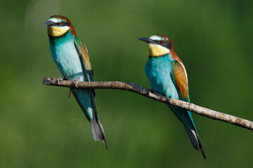 Golden bee-eater sitting on a branch