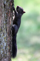 squirrel on a tree
