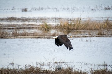 Bald eagle flying in the air.   Vancouver BC Canada

