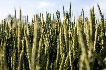 Obraz premium The young green wheat is ripening in a farmer's field