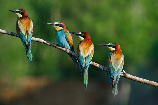 European bee-eater, merops apiaster.on a Sunny morning, four birds are sitting on a branch.