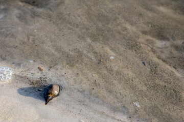 cone snail in the sand on the shore of the lake, the view from the top