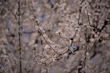 prunus armeniaca in blooming time on spring season. white flowers in the tree in sunny day