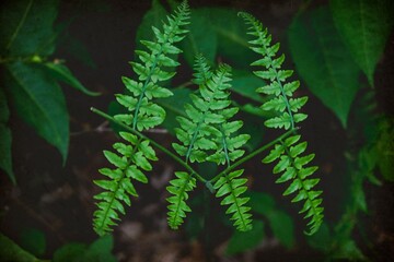 Symmetric fern on a forest floor. 