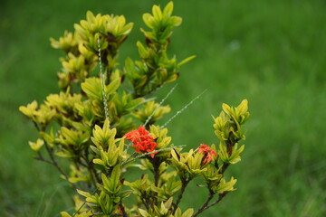 red flower in the garden