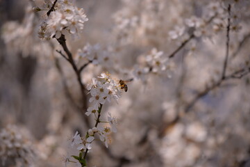 prunus armeniaca in blooming time on spring season. white flowers in the tree in sunny day