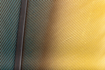 Obraz premium Beautiful Bright Blue and Yellow Parrot Feather Close up Detail Texture. Abstract Pattern Background