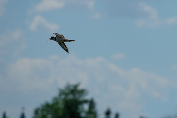 An adult Killdeer in flight