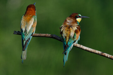 Golden bee-eater sitting on a branch