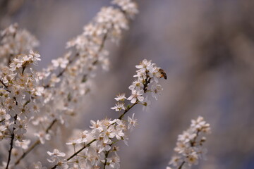 prunus armeniaca in blooming time on spring season. white flowers in the tree in sunny day