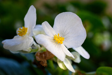 Delicate white and yellow summer flower