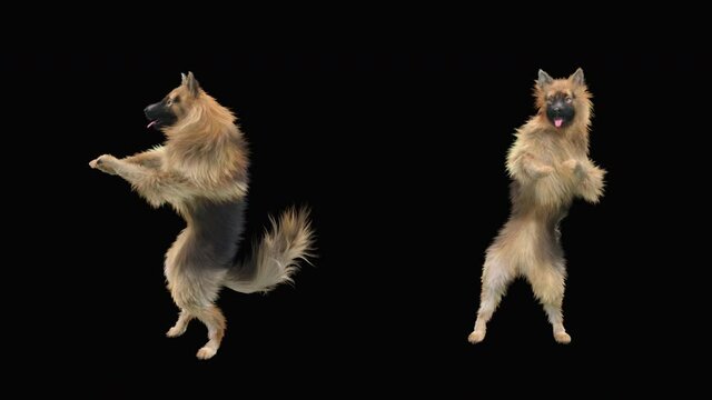 Dogs Dance, realistic CGI VFX, 3d rendering, Animation Loop,  composition 3d mapping cartoon, Included in the end of the clip With Alpha matte.