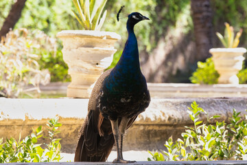 Obraz premium Beautiful peacock close up. peaful standing in beautiful landscape