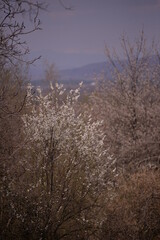 prunus armeniaca in blooming time on spring season. white flowers in the tree in sunny day