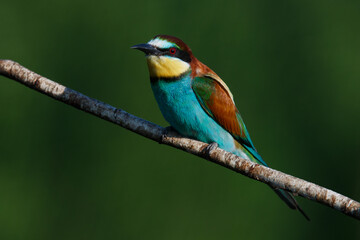 Golden bee-eater sitting on a branch