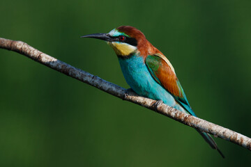 Golden bee-eater sitting on a branch