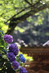 青紫の紫陽花