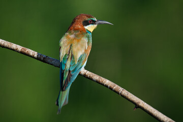 Golden bee-eater sitting on a branch