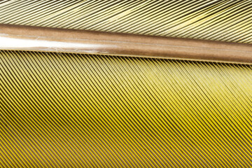 Obraz premium Beautiful Bright Blue and Yellow Parrot Feather Close up Detail Texture. Abstract Pattern Background