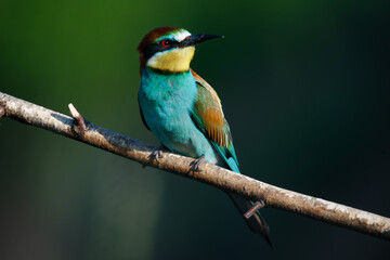 Golden bee-eater sitting on a branch