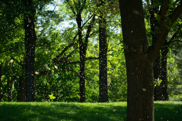 Fototapeta premium Flower petals in the wind