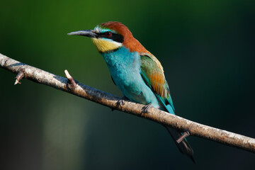Golden bee-eater sitting on a branch