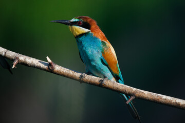 Golden bee-eater sitting on a branch